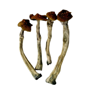 Golden Teacher